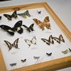 Warsztaty edukacyjno-przyrodnicze "Motyle"