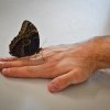 Warsztaty edukacyjno-przyrodnicze "Motyle"